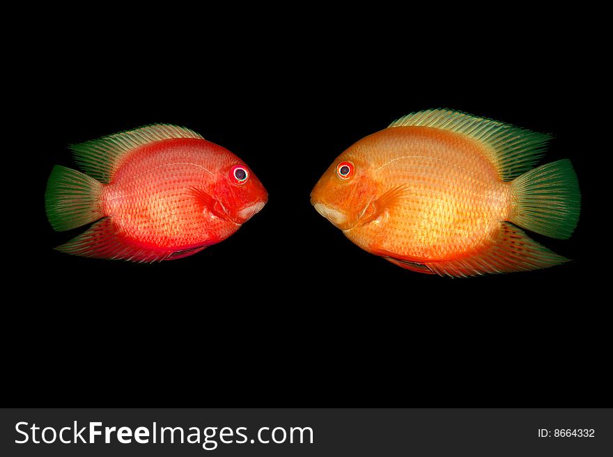 Red fish in water on a black background. Red fish in water on a black background