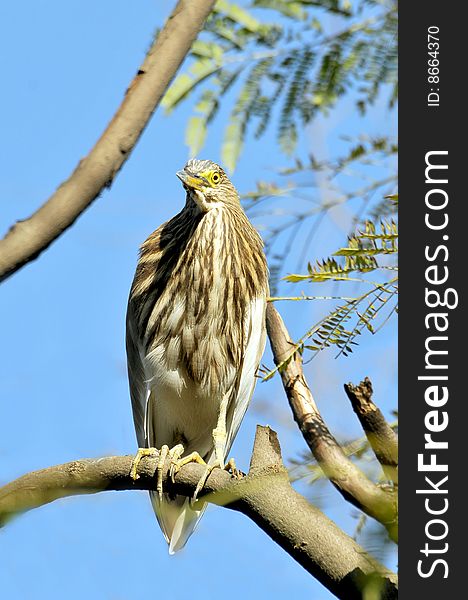 Black Crowned Heron