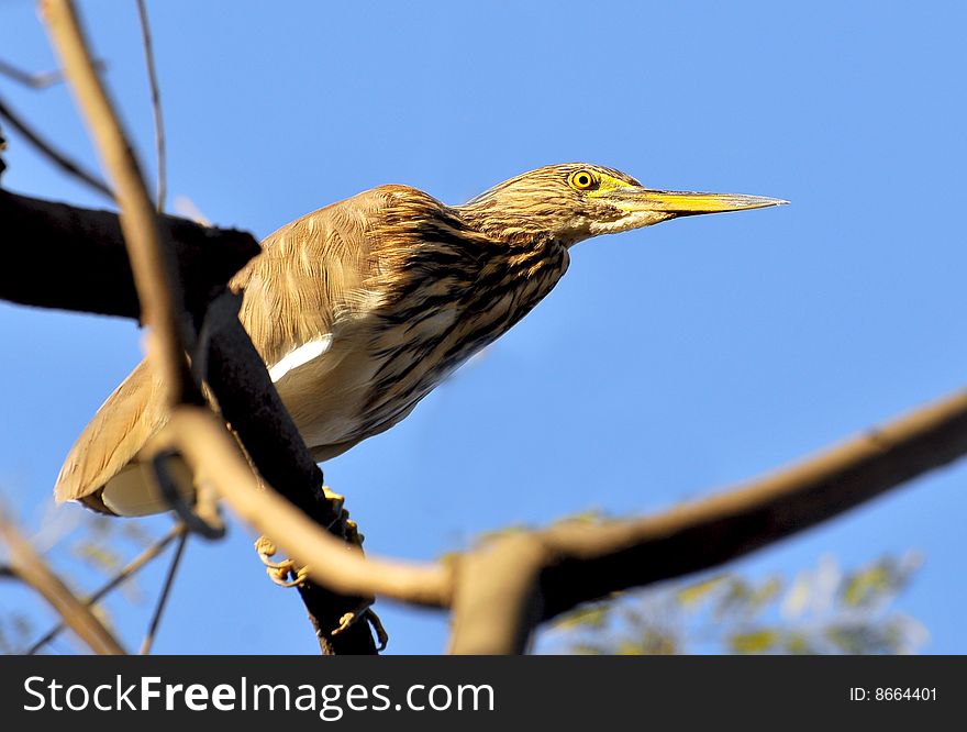 Black crowned night heron stand still at the water's edge and wait to ambush prey, mainly at night. They primarly eat small fish, crustaceans, frogs, aquatic insects and small mammals. During the day they rest in trees or bushes. The breeding habitate is fresh and salt water wetlands throughot much of the world. Black crowned night heron stand still at the water's edge and wait to ambush prey, mainly at night. They primarly eat small fish, crustaceans, frogs, aquatic insects and small mammals. During the day they rest in trees or bushes. The breeding habitate is fresh and salt water wetlands throughot much of the world.