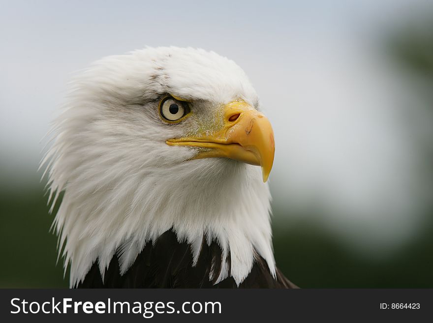 Portrait of a Bald Eagle