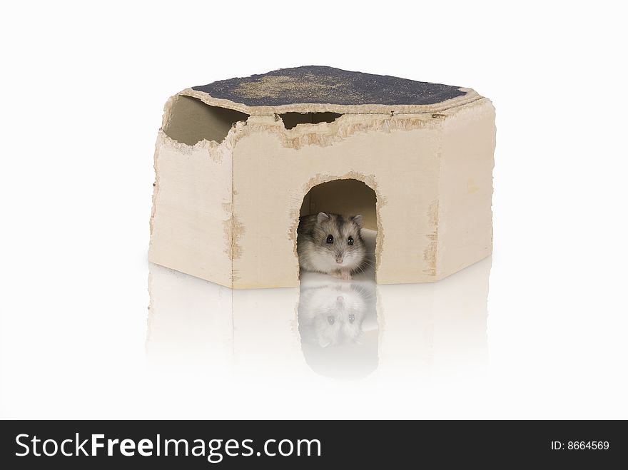 House and mouse in it on the white background. House and mouse in it on the white background