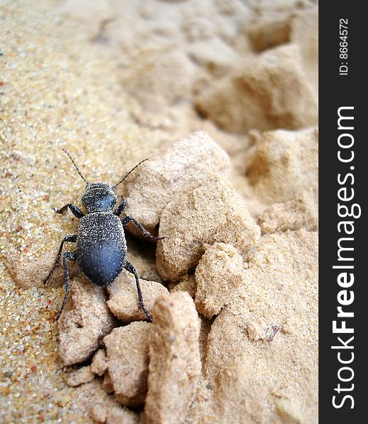 A ground beetle, living in eastern europe, making its way through the sand