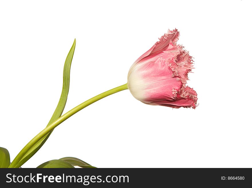 Red isolated tulp on the white background. Red isolated tulp on the white background