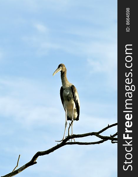 Painted stork sitting on the top of the tree.