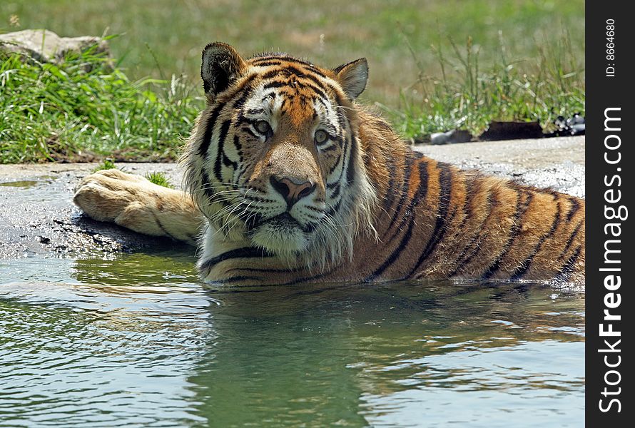 A male Bengal Tiger cooling off in a shallow pool