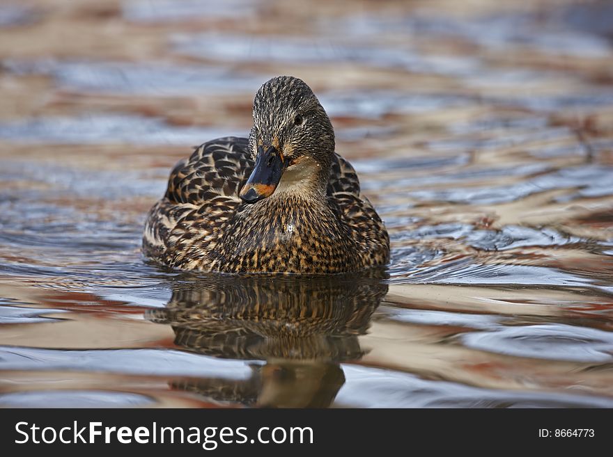 Mallard (Anas platyrhynchos platyrhynchos), female in perfect breeding plumage swimming on the Harlem Meer in New York's Central Park