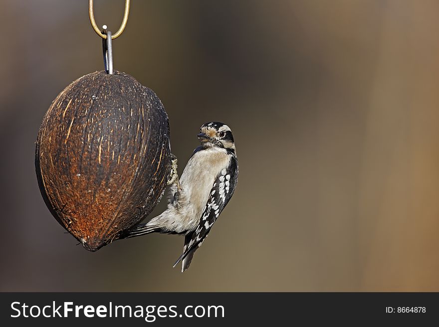Downy Woodpecker (Picoides pubescens medianus), female on a coconut bird feeder in the Ramble in New York's Central Park.
