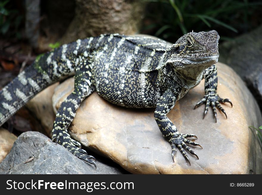 The Blue Tongue Lizard is native to Australia and gets its name from its giant blue tongue.