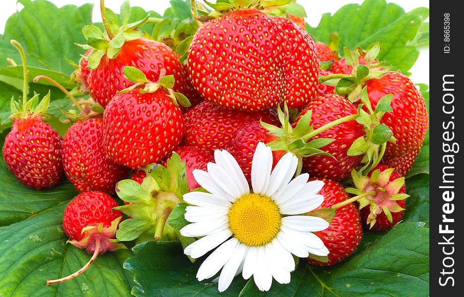 Close-up many ripe strawberries and chamomile on green leafs