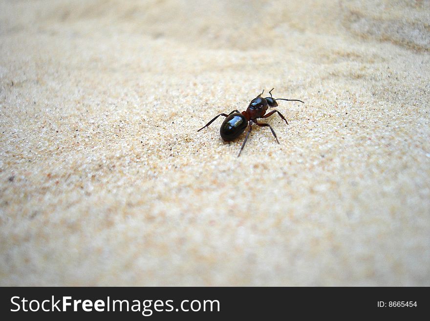 An ant, making its way across a sand field