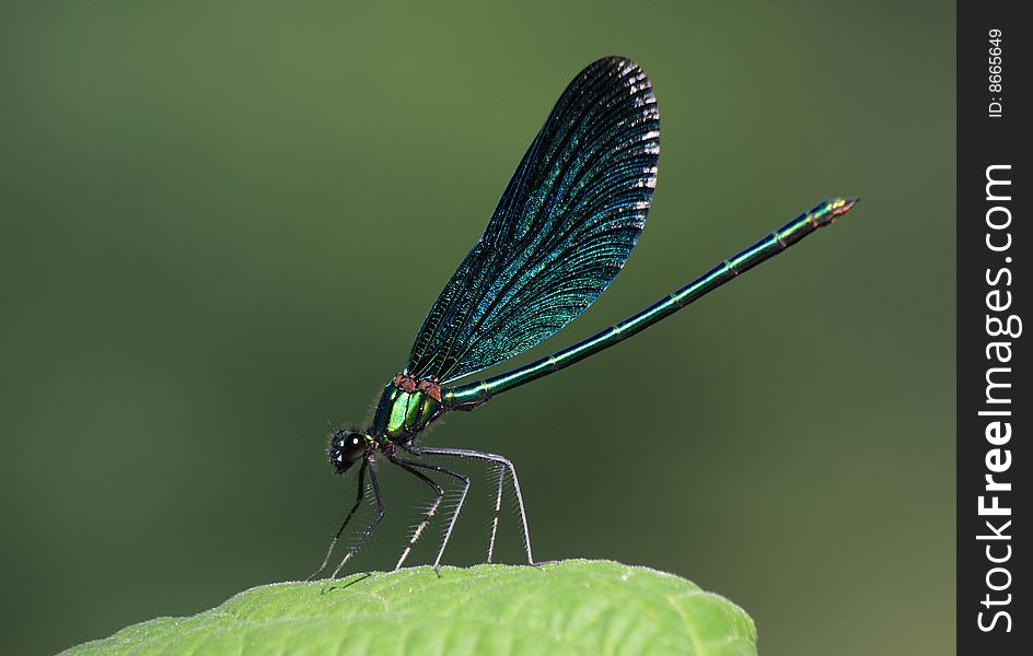 Beautiful Demoiselle Male - Callopteryx Virgo