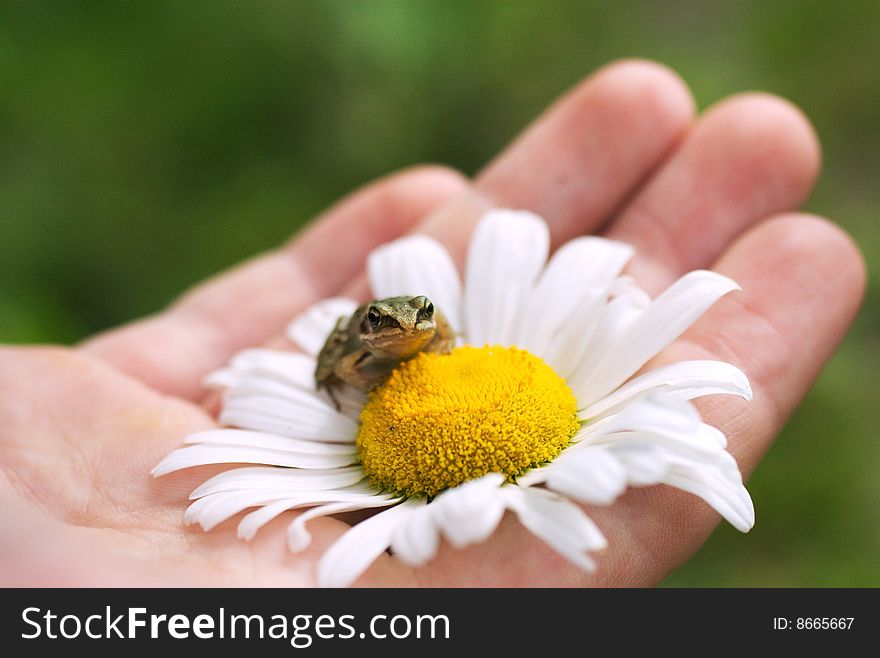 Frog On A Camomile