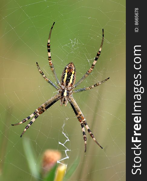 A wasp spider wating on its web for some prey. A wasp spider wating on its web for some prey