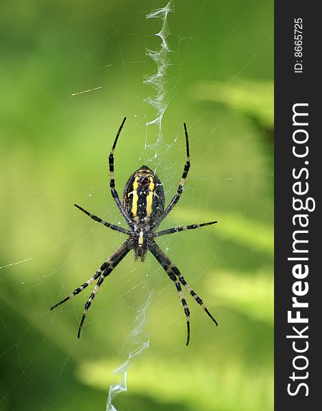 A wasp spider wating on its web for some prey. A wasp spider wating on its web for some prey