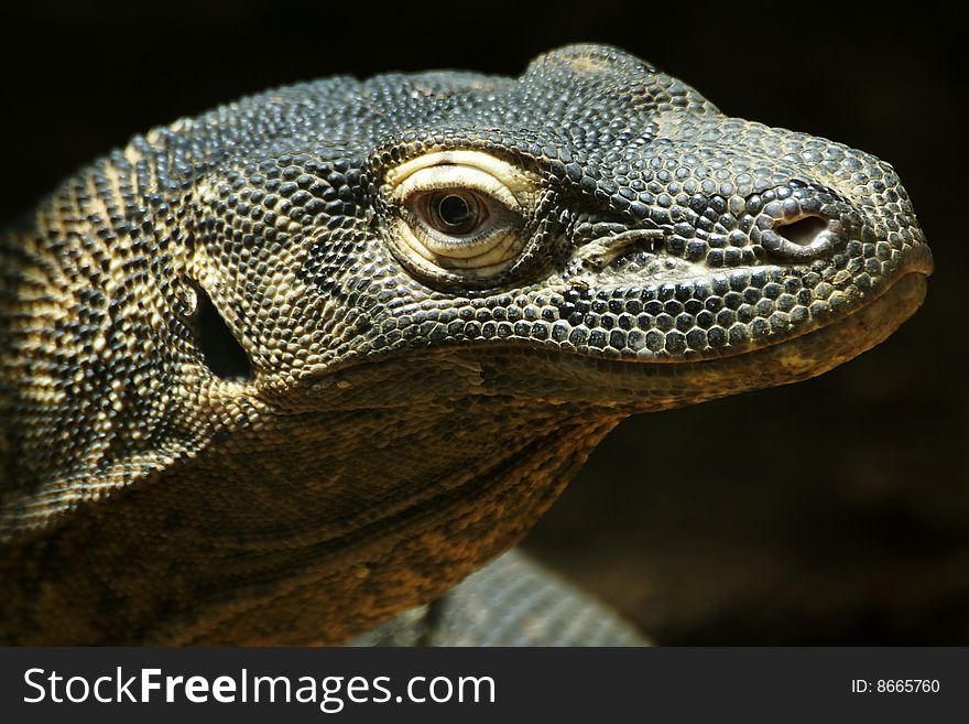 Komodo dragon, Varanus komodoensis, at St. Louis Zoo