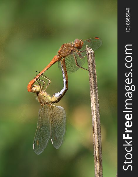 A pair of southern darters - Sympetrum meridionale - mating. A pair of southern darters - Sympetrum meridionale - mating