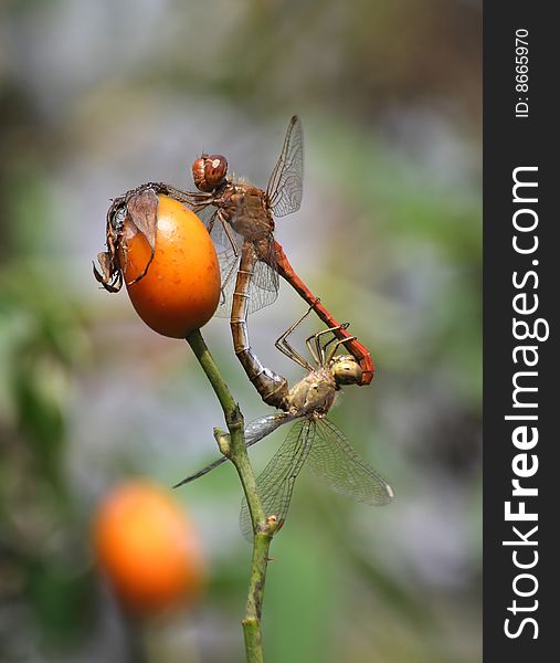 A pair of southern darters mating on a wild rose fruit. A pair of southern darters mating on a wild rose fruit