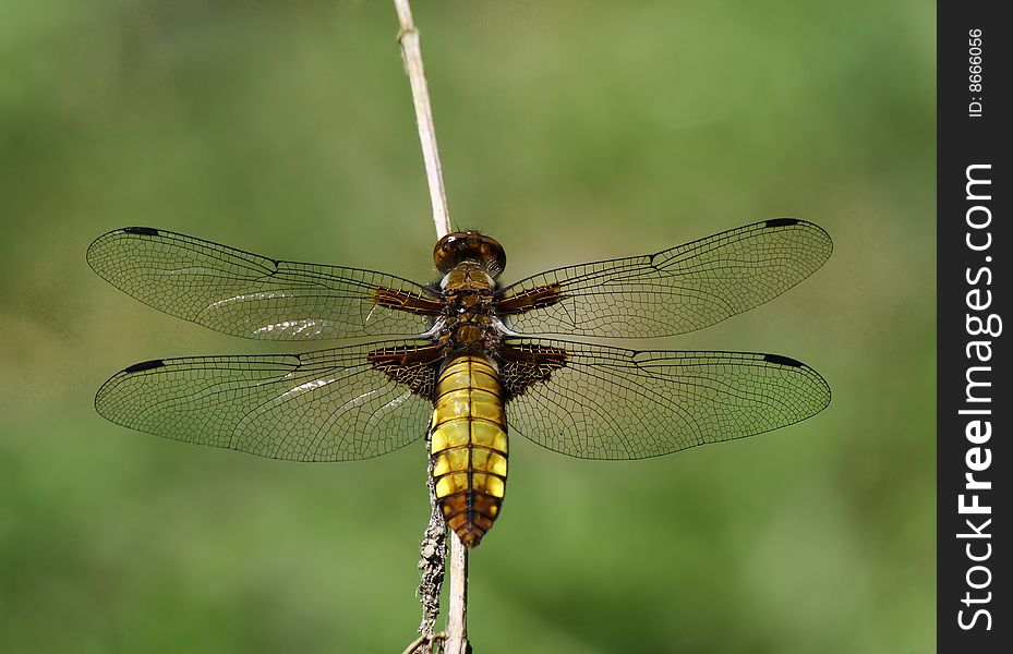 A female Broad-bodied chaser - Libellula depressa. A female Broad-bodied chaser - Libellula depressa