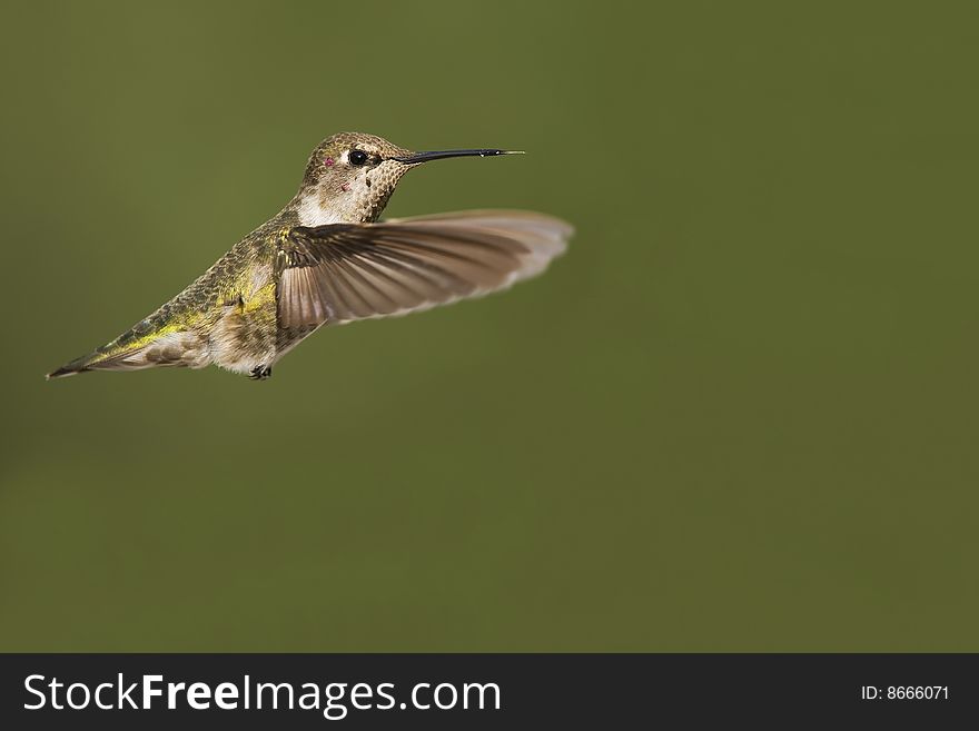 Hummingbird In Flight