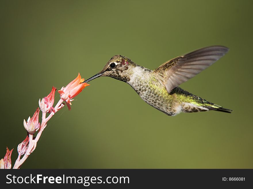Hummingbird in flight with copy space