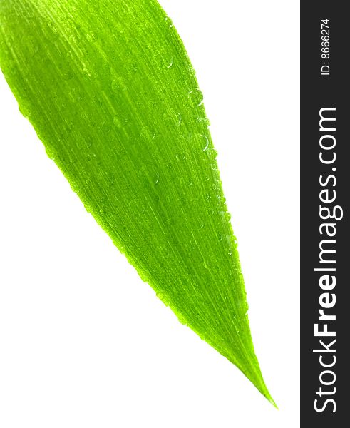 Green leaf isolated on a white