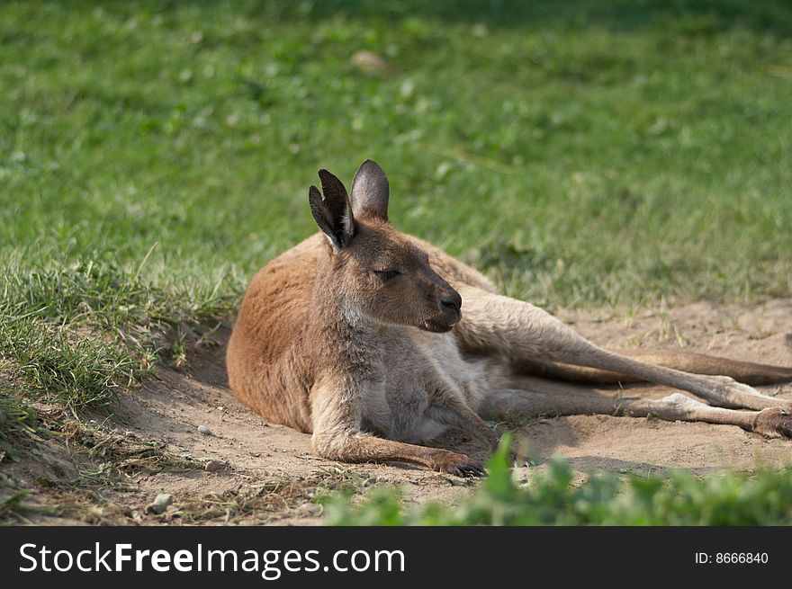 Resting kangaroo laying on the grass