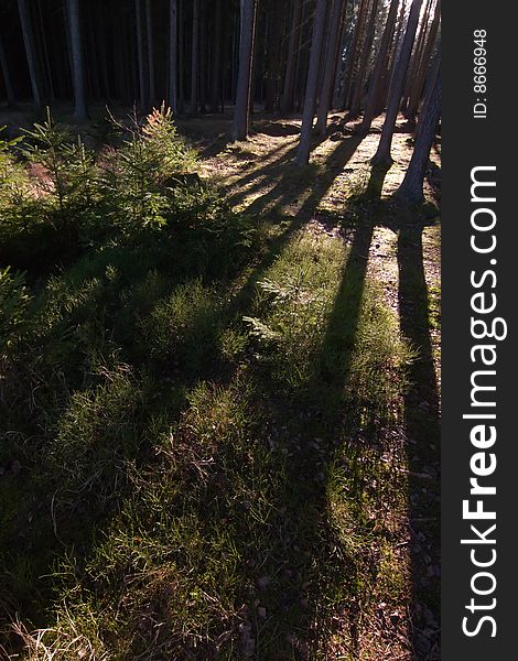 Forest with long shadows from setting sun