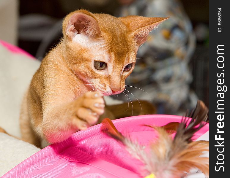 Red abyssinian kitten playing with  feather