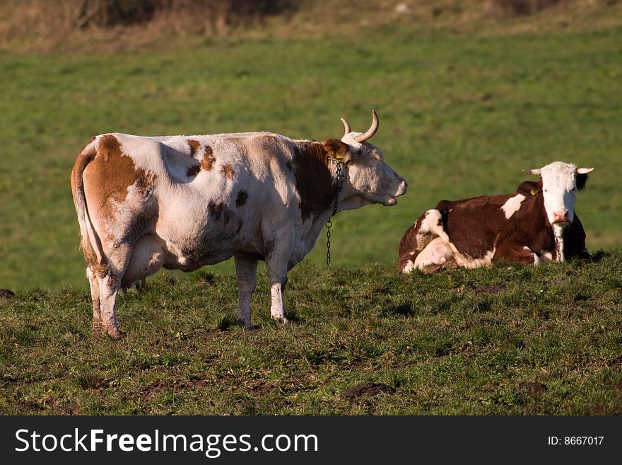 Two cows on a meadow
