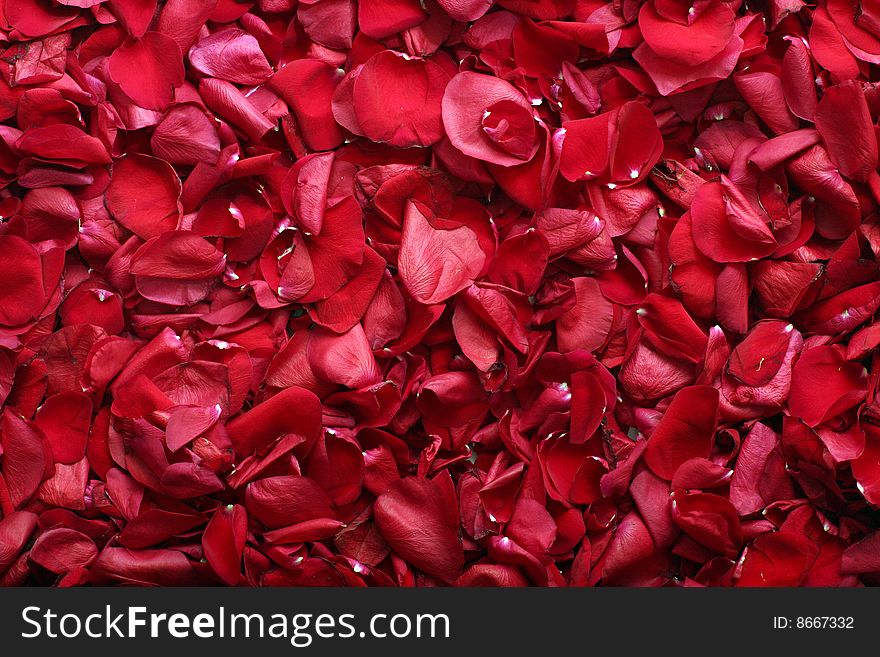 Background from petals of red roses. Background from petals of red roses