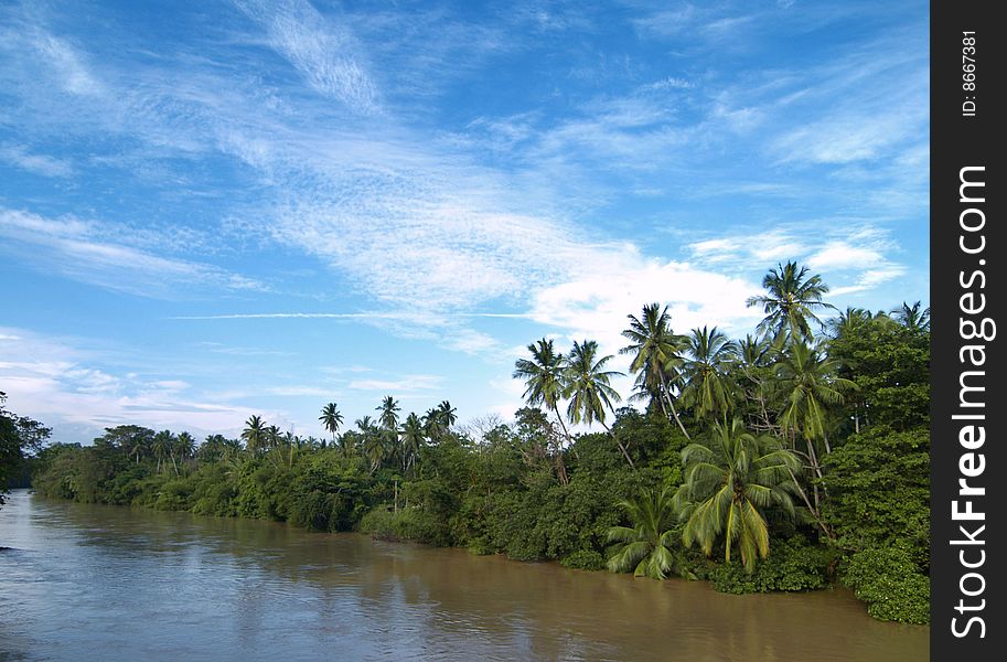 Palm trees near river in Sri Lanka