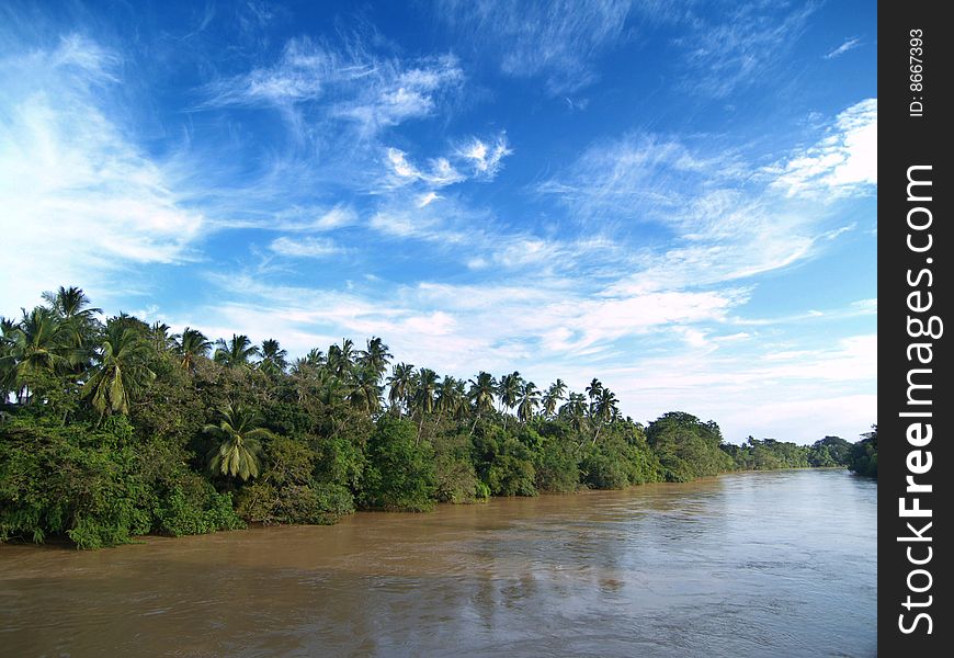 Palm trees near river in Sri Lanka