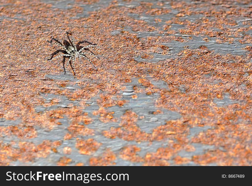 Spider on a rusty metal surface. Spider on a rusty metal surface.