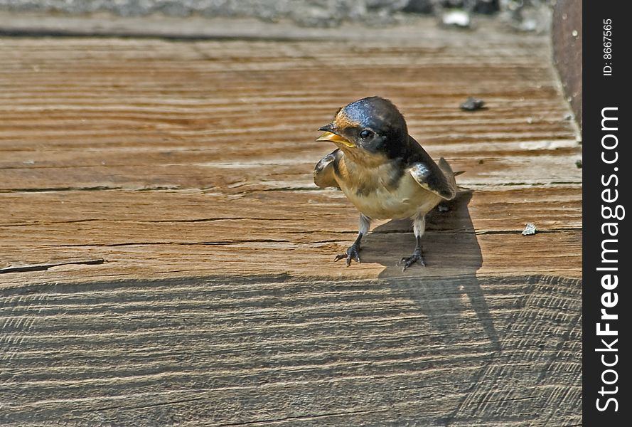 Begging Barn Swallow