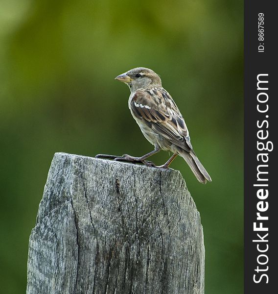 Brown Bird on Fence Post