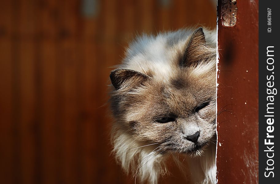 Old cat looking tired from behind a metal door. Old cat looking tired from behind a metal door