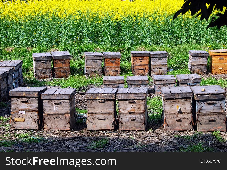 Wooden boxes set in a field near yellow rapeseed oil flowers house an apiary colony of honeybees which produce fresh honey daily on a Pengzhou, China farm - Lee Snider Photo. Wooden boxes set in a field near yellow rapeseed oil flowers house an apiary colony of honeybees which produce fresh honey daily on a Pengzhou, China farm - Lee Snider Photo.