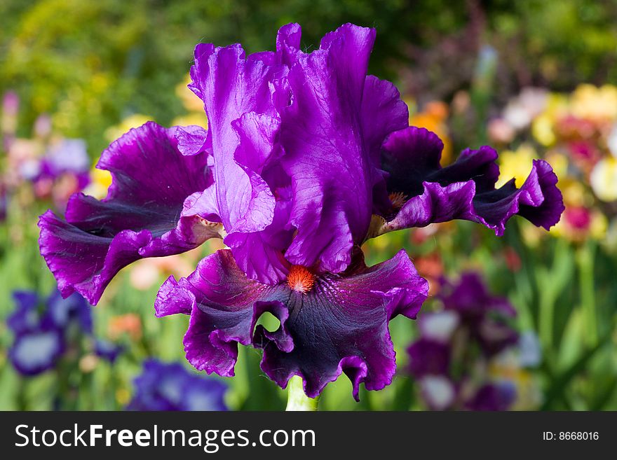 Lilac iris on garden background