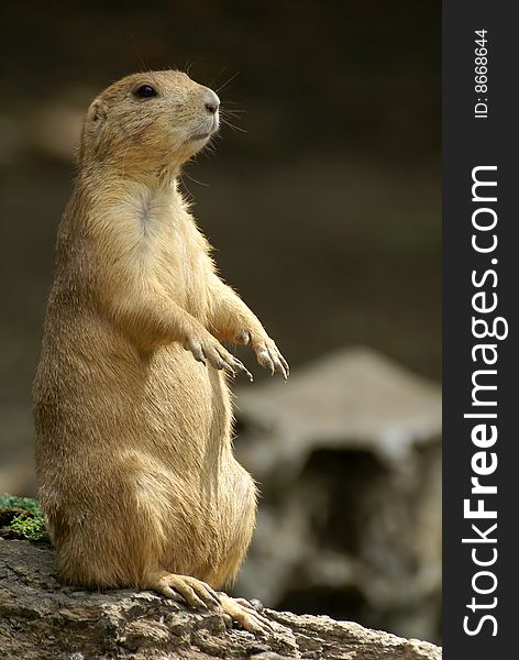 Black-tailed Prairie Dog, Cynomys ludovicianus, standing up for better view