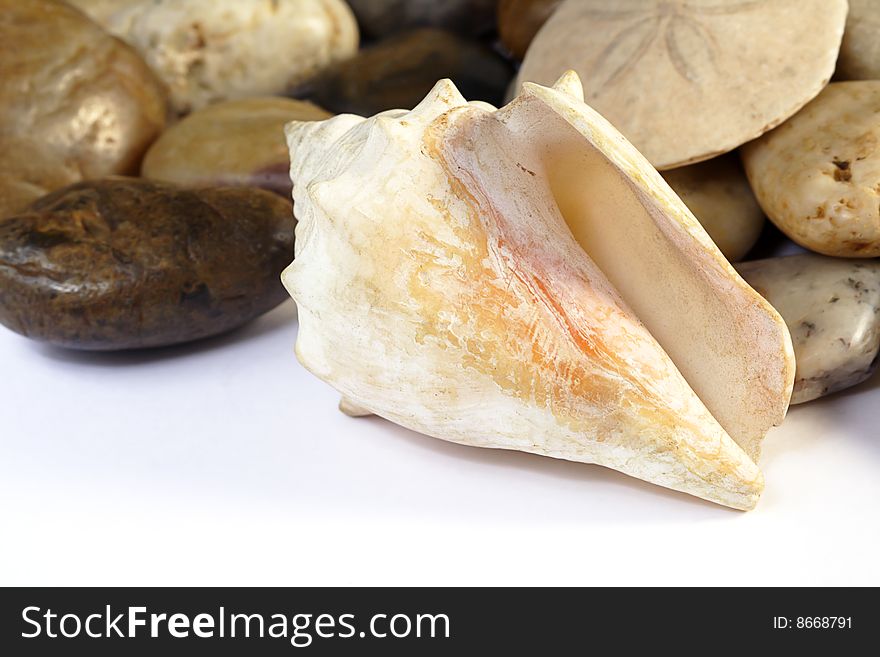 Collection of polished rocks and concha seashell as well as sand dollar on white background