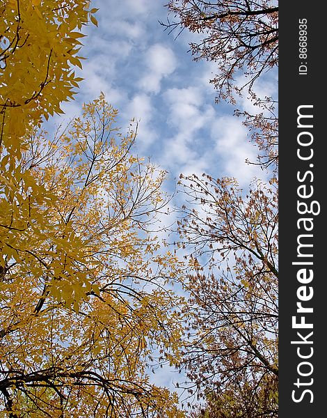 View  on sky and clouds through the tree branches. View  on sky and clouds through the tree branches