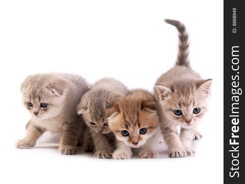 The kittens plays on a white background