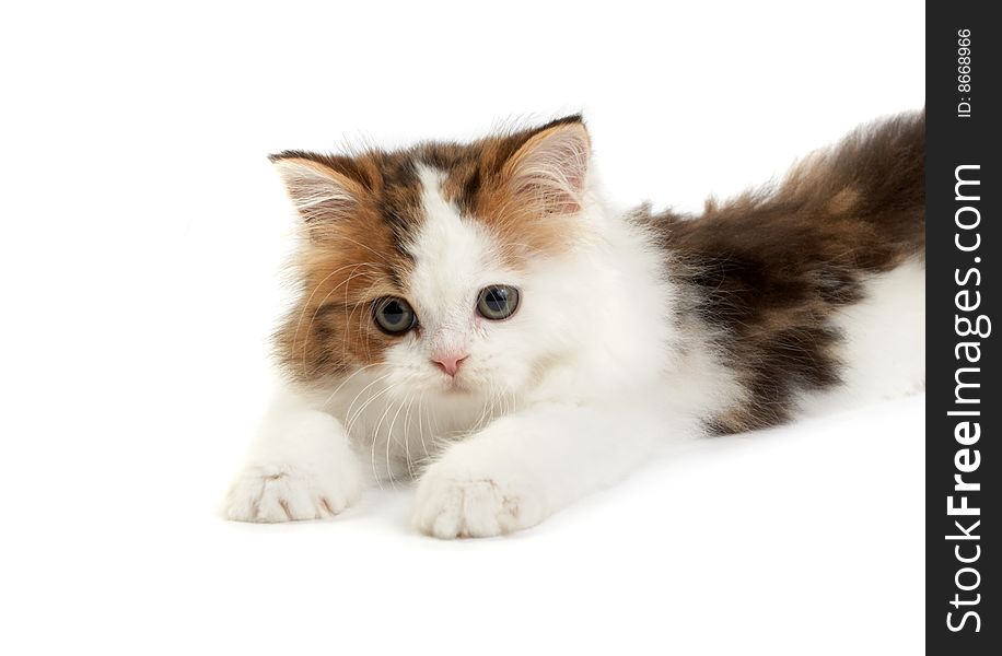 Kitten Scottish  straight on a white background