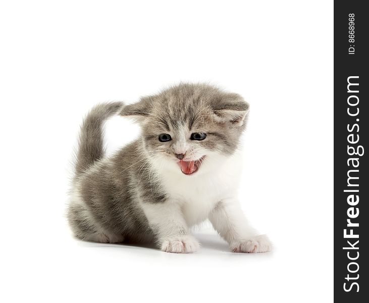 The kitten plays on a white background