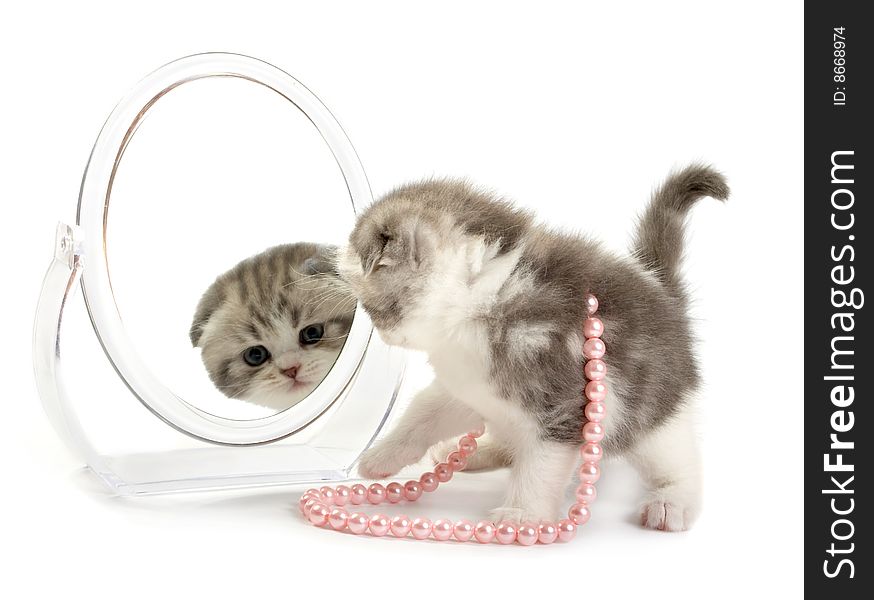 Kitten Looks In A Mirror