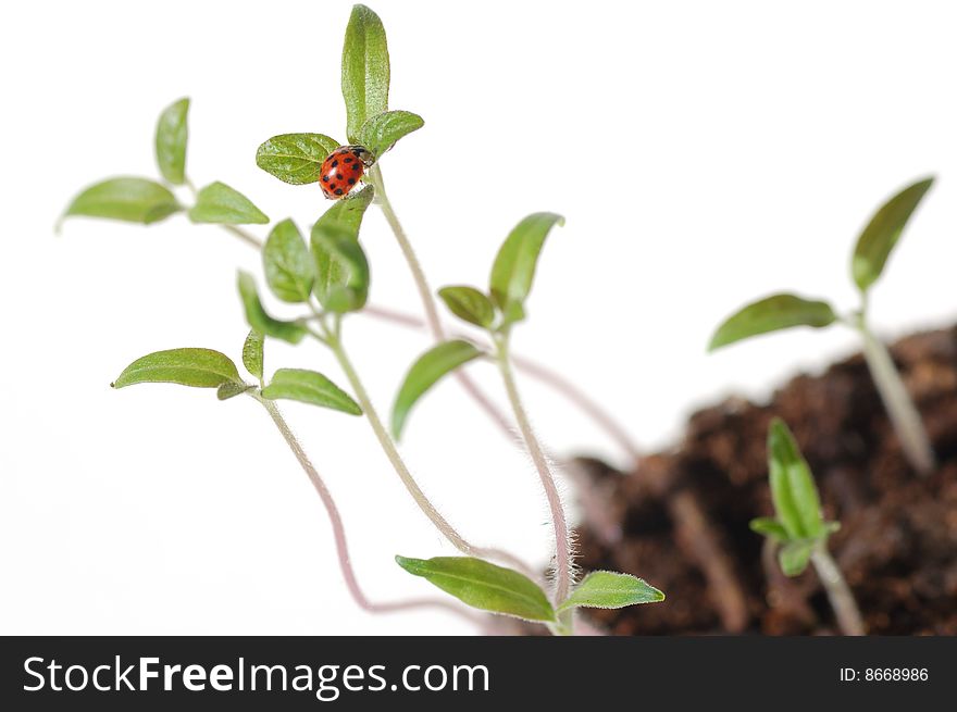 Ladybug on tomato seedling leaf. Ladybug on tomato seedling leaf