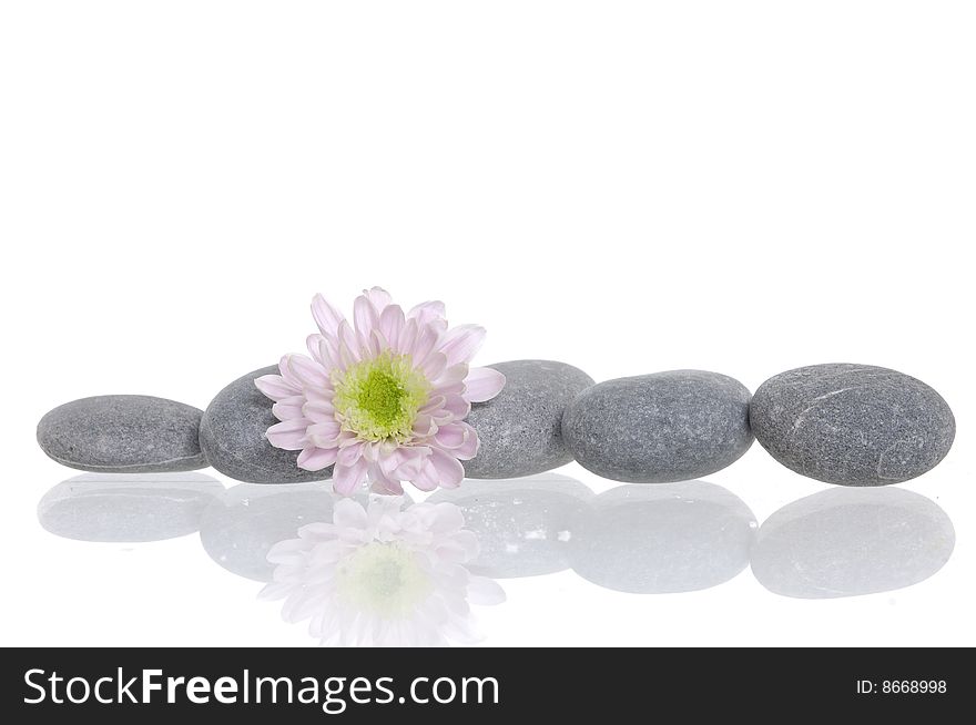 Spa stones and daisy on isolated white. Spa stones and daisy on isolated white