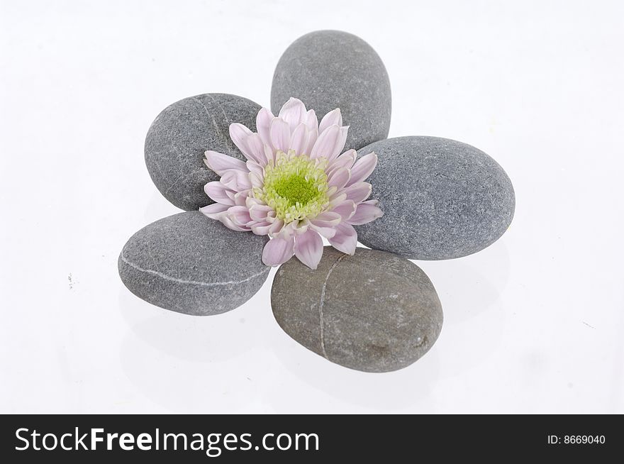 Spa stones and daisy on isolated white. Spa stones and daisy on isolated white