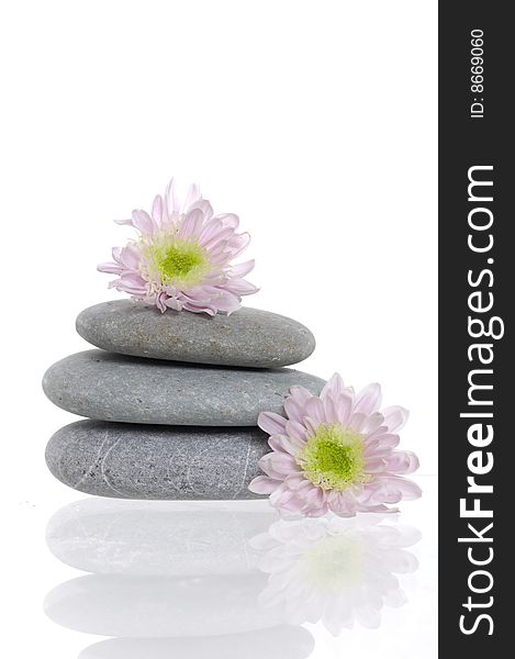 Spa stones and pink daisy on isolated white. Spa stones and pink daisy on isolated white