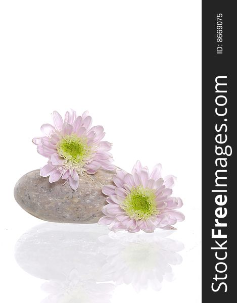 Spa stones and pink daisy on isolated white. Spa stones and pink daisy on isolated white